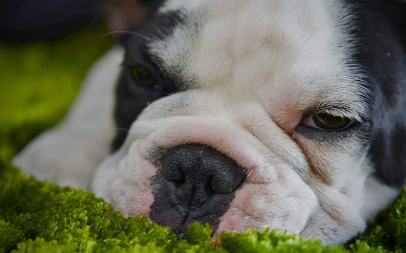 Boston Terrier puppy, close-up, dogs, sad dog, cute animals, pets, Boston Terrier Dog, HD wallpaper