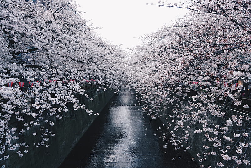 black concrete pavement between sakura trees during daytime, HD wallpaper