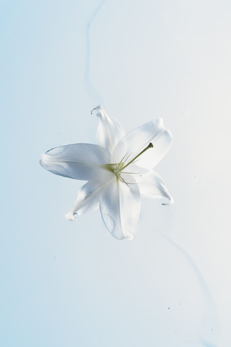 Lily, flower, bw, black, HD phone wallpaper | Peakpx