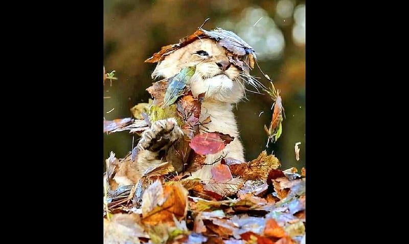 Cat, Felidae, Feline, mammals, leaf litter, HD wallpaper
