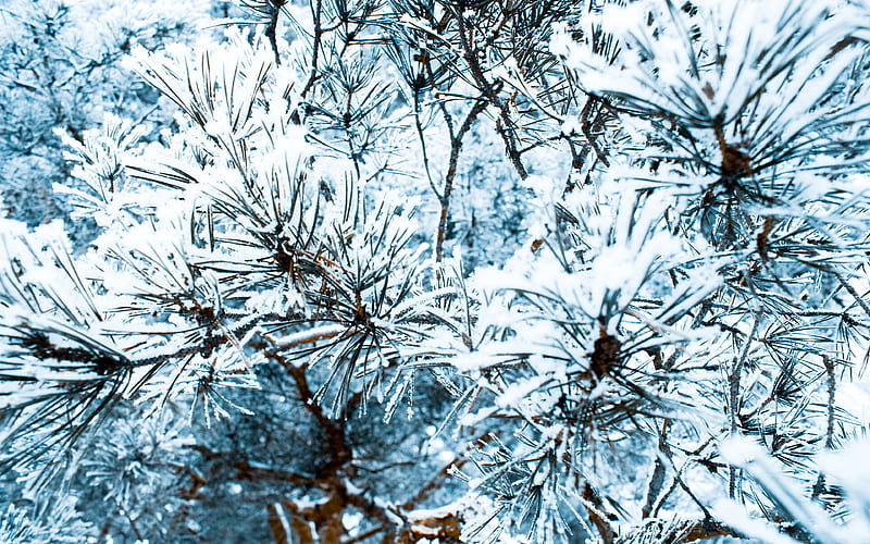 pine, needles, winter, snow, snow-covered tree, winter background, HD wallpaper