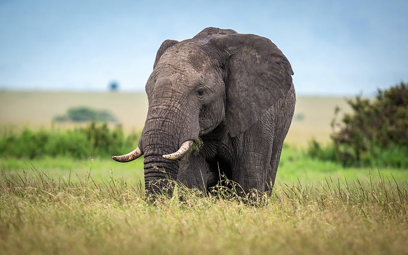 African elephant, african steppe, close-up, savannah, wildlife, elephants, grassland, Africa, Loxodonta africana, HD wallpaper