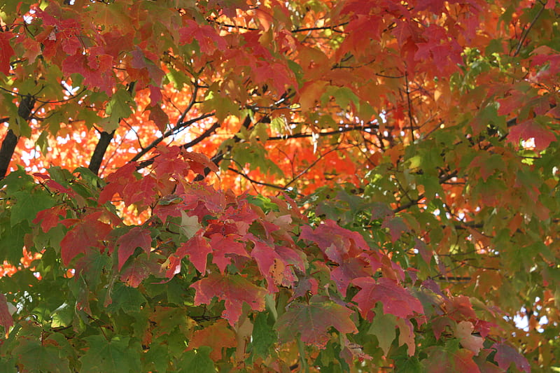True Autumn, fall, autumn, leaves, trees, HD wallpaper