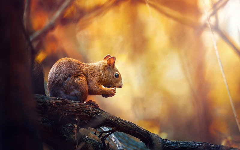 squirrel, autumn, forest, yellow trees, forest animals, HD wallpaper