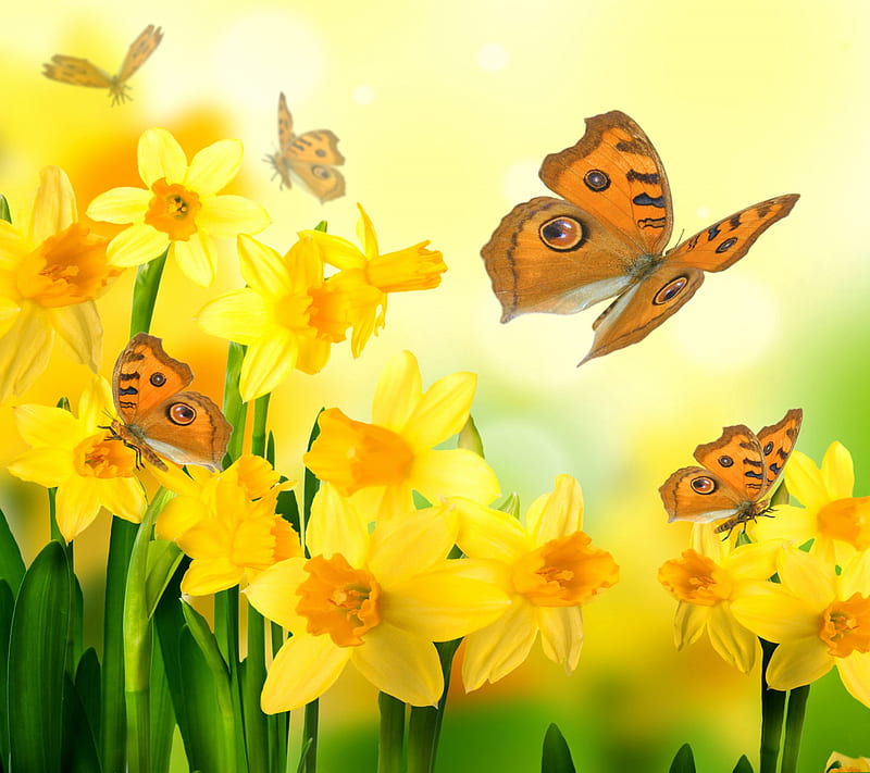 Daffodils, Yellow, Butterflies, Spring, Flowers, HD wallpaper