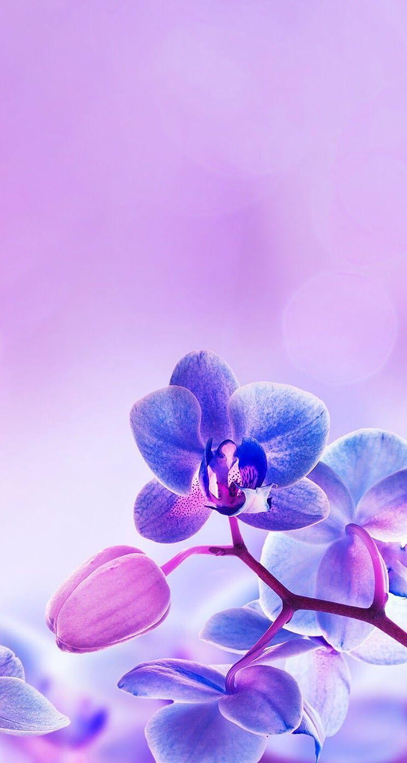 Blue And Purple Orchid, Blue and Purple Orchids, HD phone wallpaper