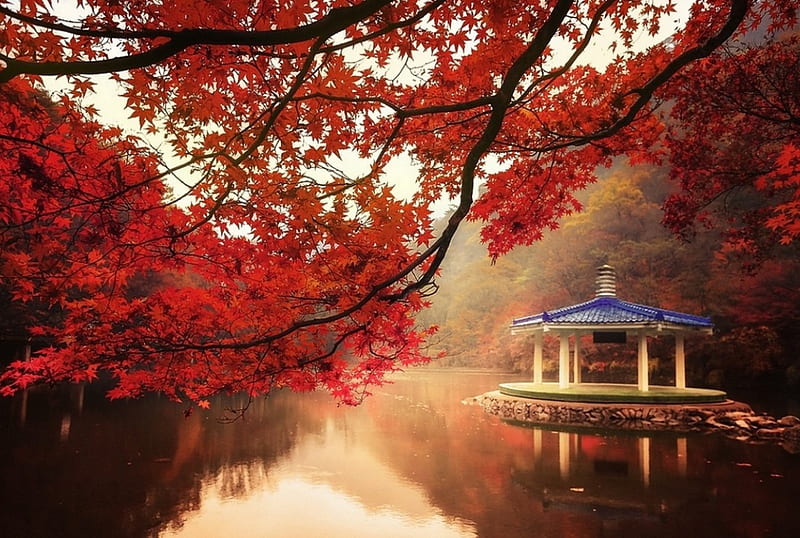 Autumn Morning, red, forest, fall, trees, lake, mist, mountain, leaves, water, early morning, branches, pergola, HD wallpaper