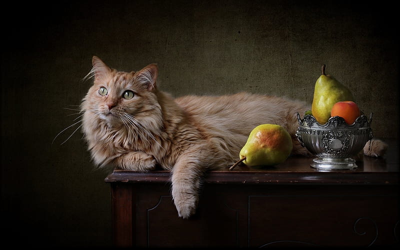 Still Life with Cat, cat, fruits, bowl, table, pears, piers, HD wallpaper