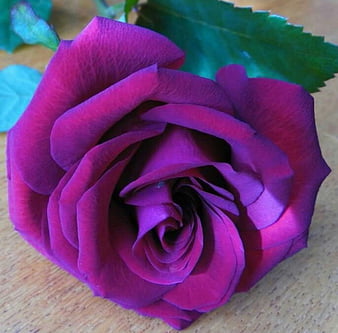 rare beautiful roses