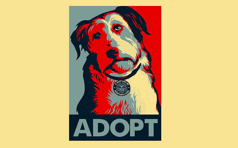 Please Adopt Me, homeless, sad, adopt, pets, animals, HD wallpaper