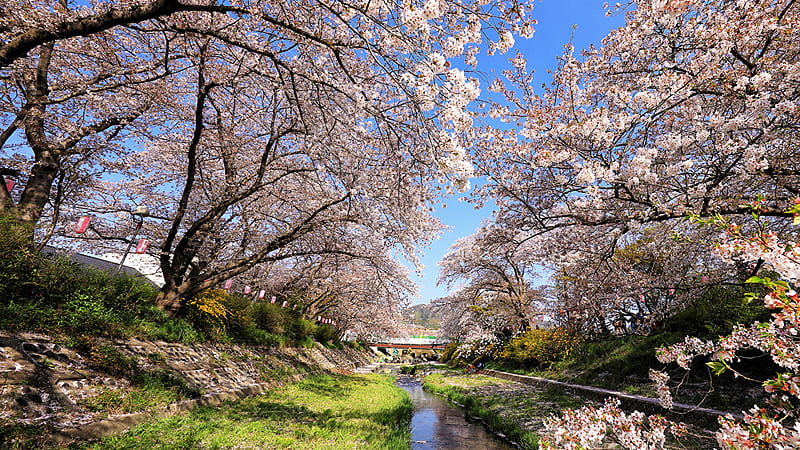 Canal Between White Spring Cherry Blossom Flowers Green Grass Field Under Blue Sky Autumn, HD wallpaper