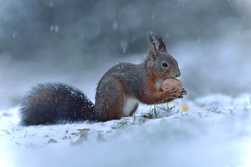 Animal, Squirrel, Rodent, Snow, Wildlife, Winter, HD wallpaper