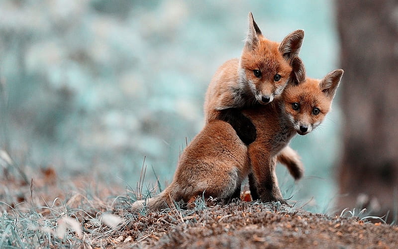 wildlife, fauna, two fox, HD wallpaper