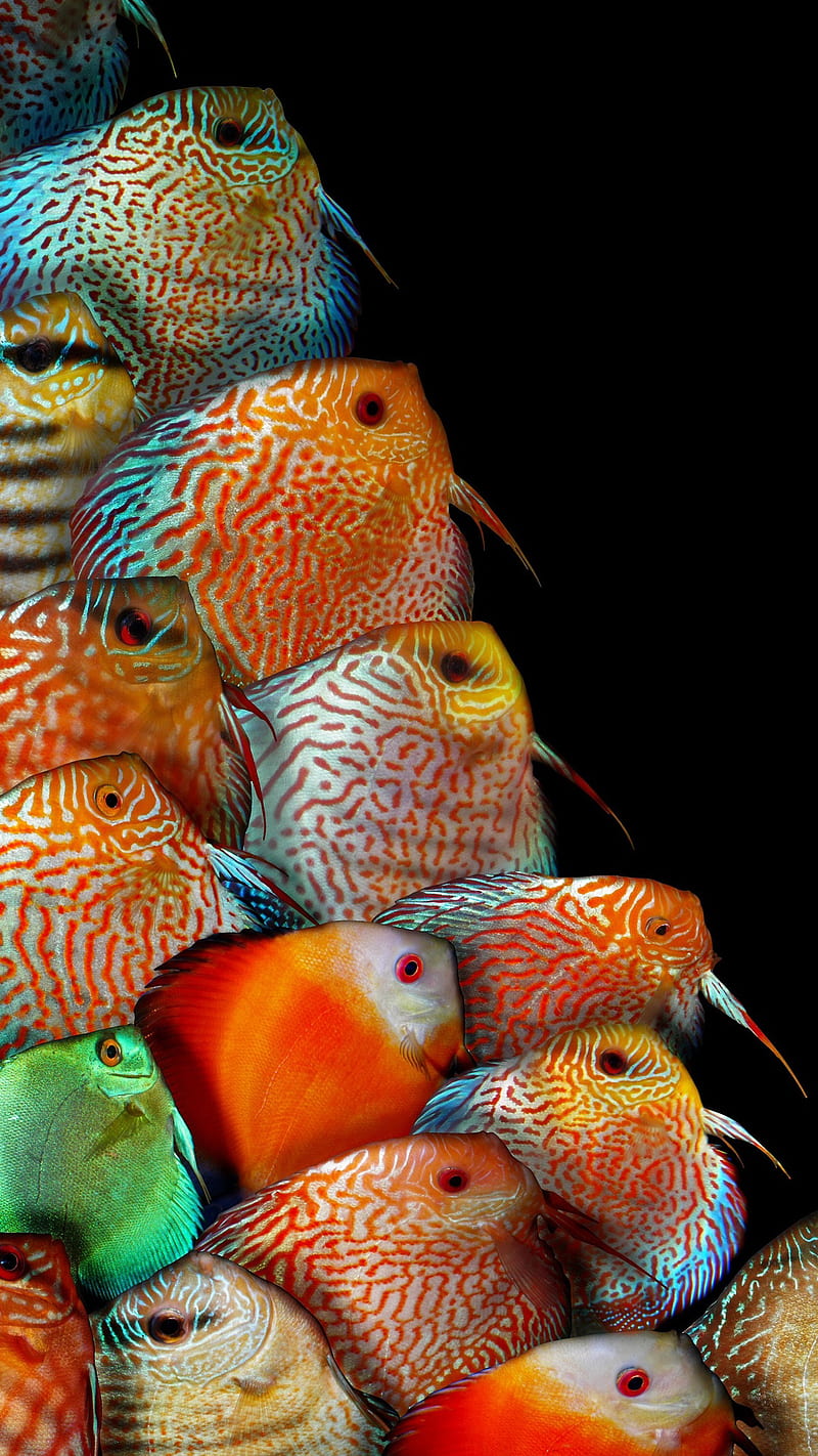 TROPICAL FISH, aquarium, marine, life, colorful, sea, HD phone wallpaper