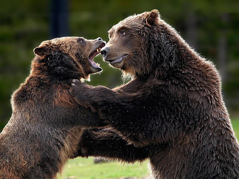 Bears fight, fight, bears, brown, animals, HD wallpaper | Peakpx