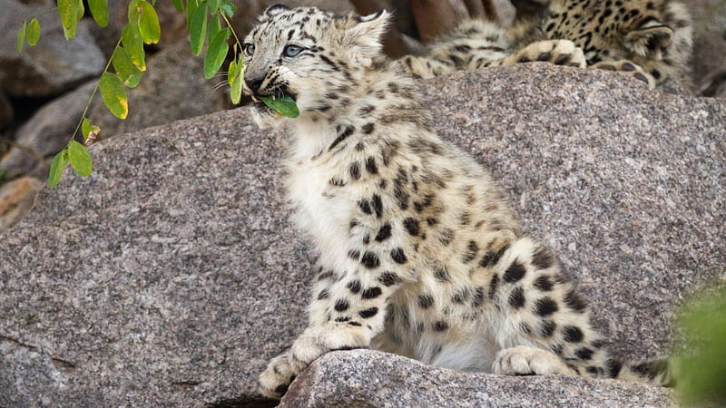 A young snow leopard, leopard, young, cat, snow, HD wallpaper