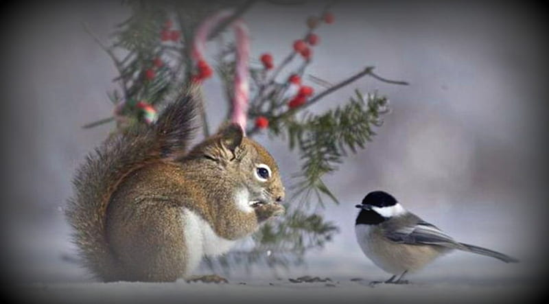 Animals Christmas Feast, Cute, Black, White, Squirrel, Animals, Birds, HD wallpaper