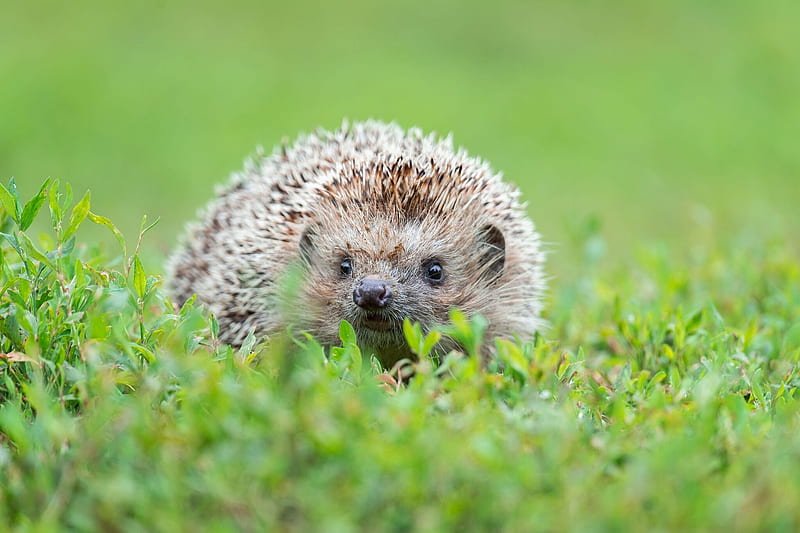 Hedgehogs Are A Source Of Drug Resistant Bacteria, Study Finds The New York Times, Cute Porcupine, HD wallpaper