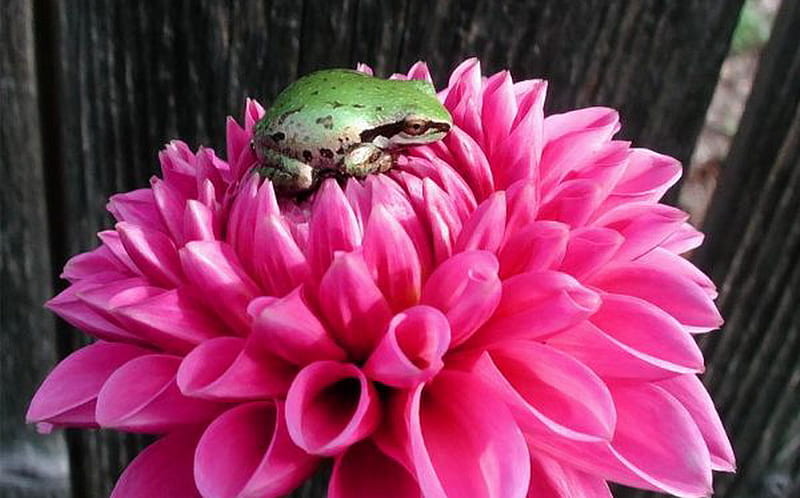 LITTLE GREEN PRINCE ON PINK DAHLIA, flower, sitting, green, pink, HD wallpaper
