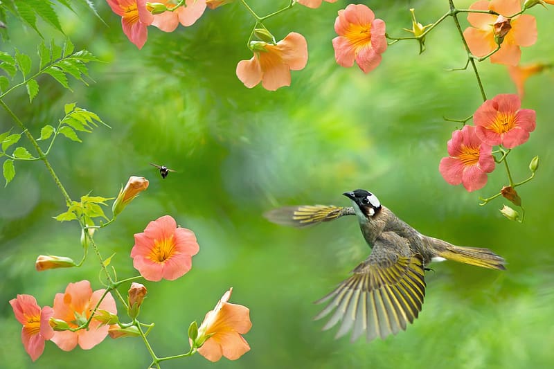 Light-vented bulbul, pink, bird, flower, green, fuyi chen, nature, pasari, wings, flying, light vented bulbul, HD wallpaper