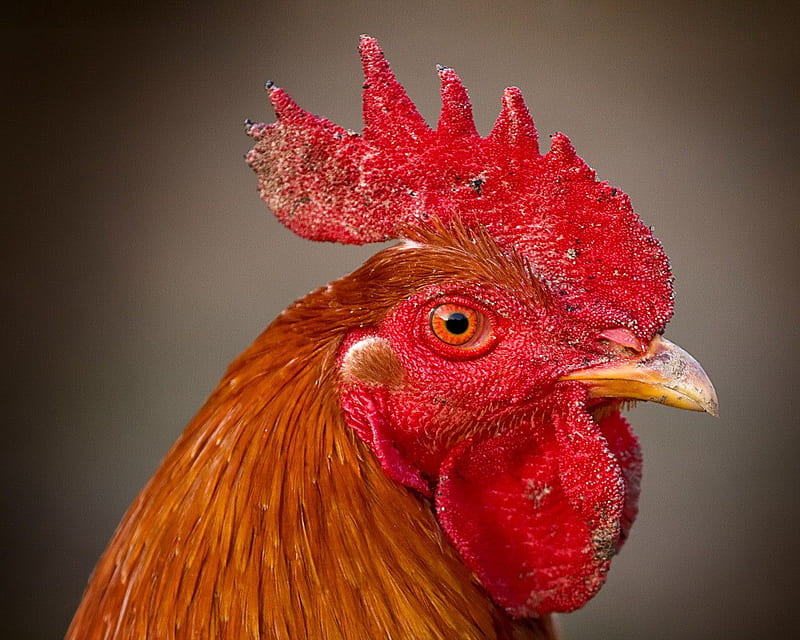 Big Red Rooster, comb, red, rooster, bill, HD wallpaper