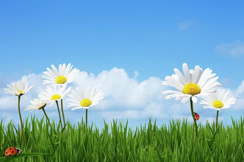 Summer meadow, skies, cloud, grass, summer, daisy, meadow, HD wallpaper