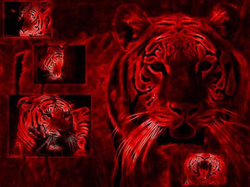 Ред тайгер. Красный тигр. Тигр на Красном фоне. Черный тигр с красными глазами. Черно красный тигр.