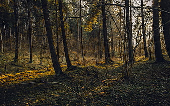 Wald, HD-Hintergrundbild