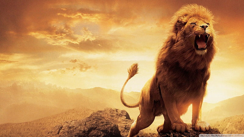 Leon, Africa, cats, lion, animals, savana, HD wallpaper