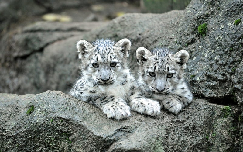 Snow Leopards, babies, white, rock, leopards, HD wallpaper