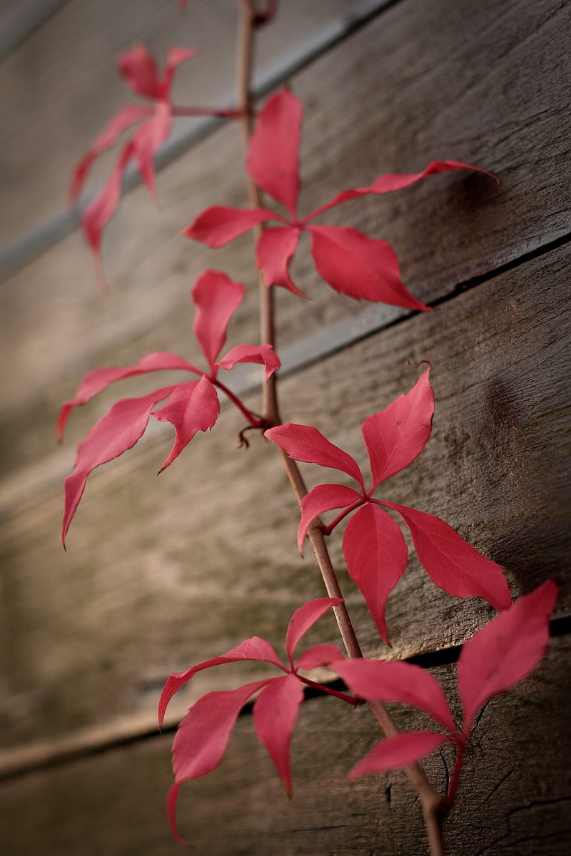 ivy, plant, leaves, red, HD phone wallpaper