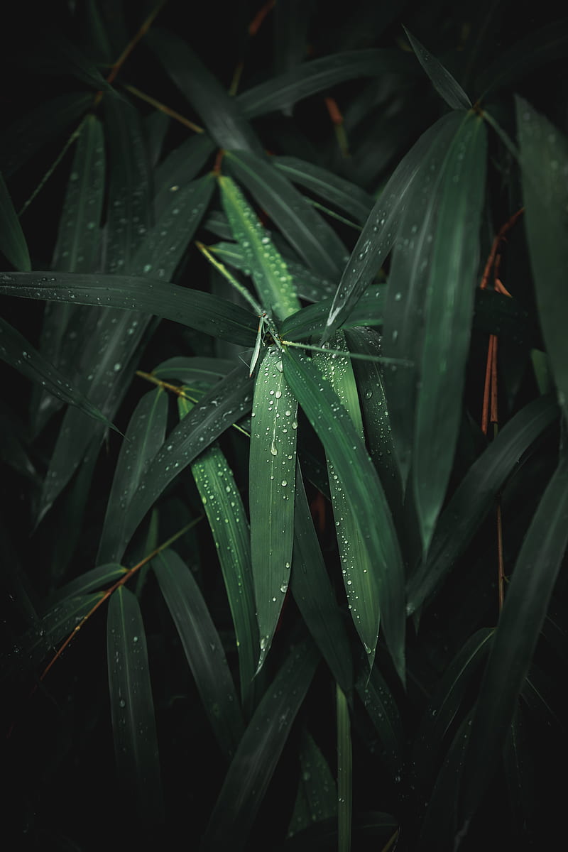 leaves, drops, plant, wet, green, HD phone wallpaper