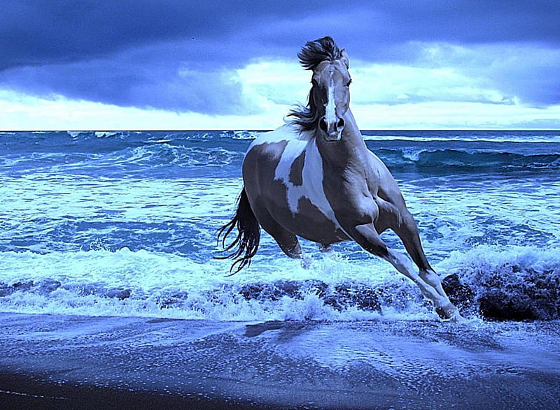 Running horse, bonito, cute, look, nice, HD wallpaper | Peakpx