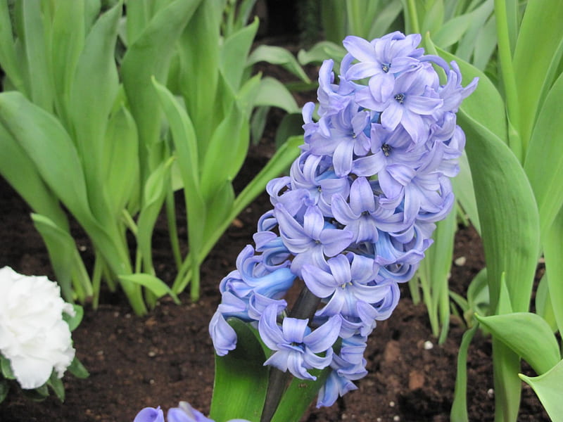 We Color the World in Spring 35, Hyacinths, brown, soil, graphy, Green, Flowers, white, Blue, HD wallpaper
