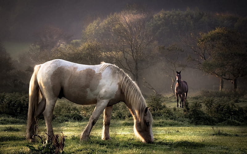 horses grazing in autumn, tree, autumn, horse, grass, HD wallpaper