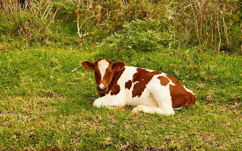 Calf on Grass, cow, calf, grass, animal, farm, HD wallpaper
