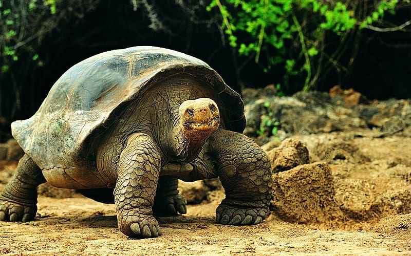 Turtles, Animal, Tortoise, Galápagos Tortoise, HD wallpaper