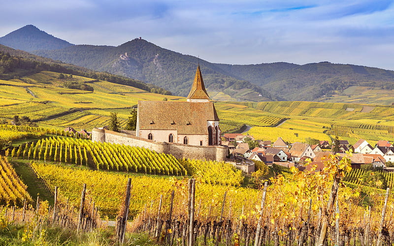 Europe vineyards, autumn, Alsace, Hunawihr, France, HD wallpaper