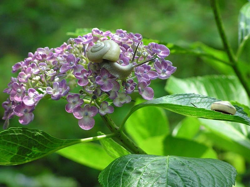 Snail on flowers, purple flowers, green plant, snail, HD wallpaper