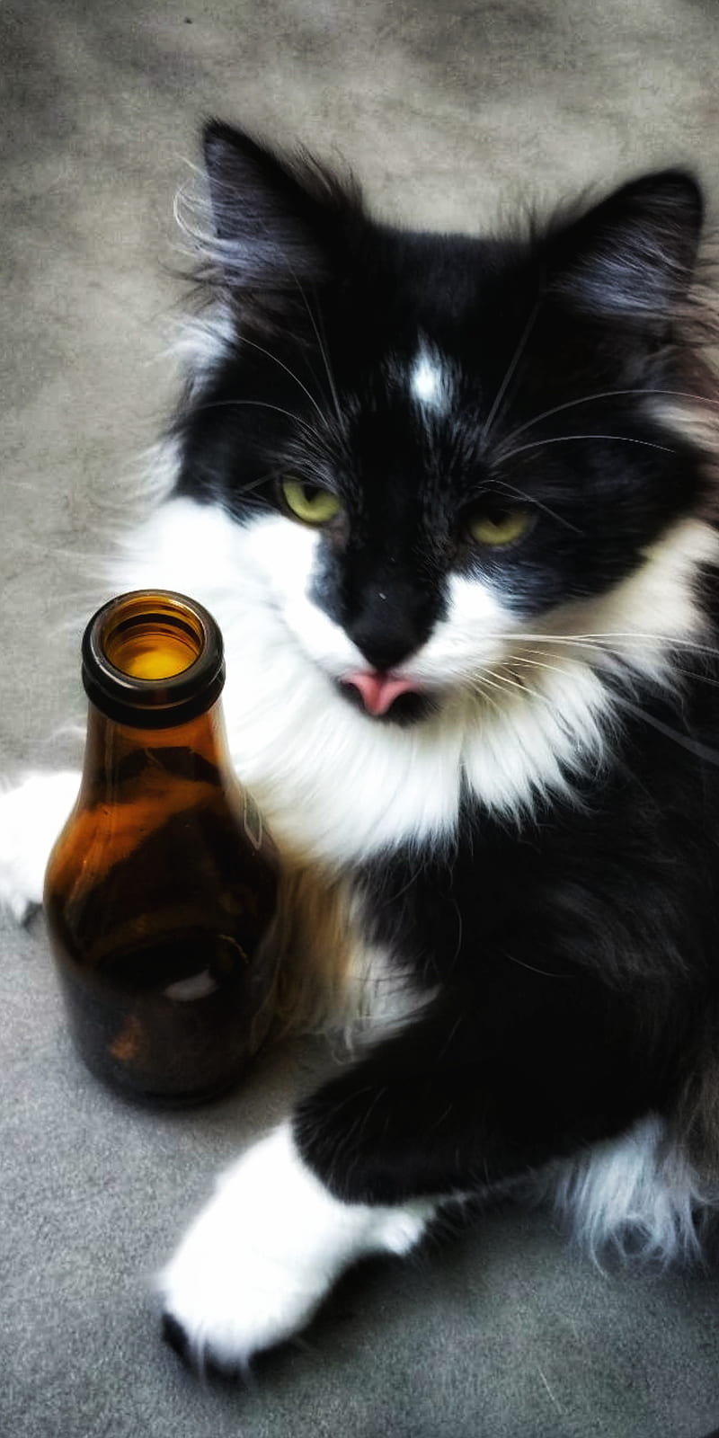 Drunk cat, animal, beer, cat, funny, HD phone wallpaper