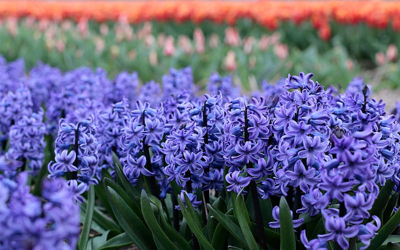 hyacinths, evening, sunset, purple spring flowers, spring, beautiful flowers, HD wallpaper