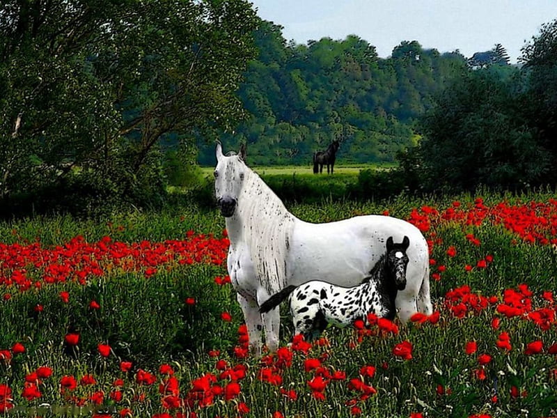 Horse in Flowerfield, fawn, poppies, summer, blossoms, horses, HD wallpaper