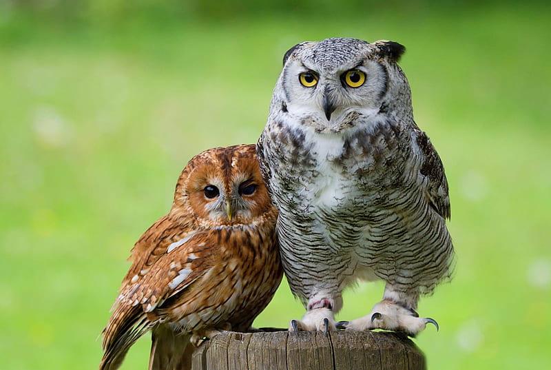 Owls, cute, owl, bufnita, bird, brown, green, pasari, couple, HD wallpaper