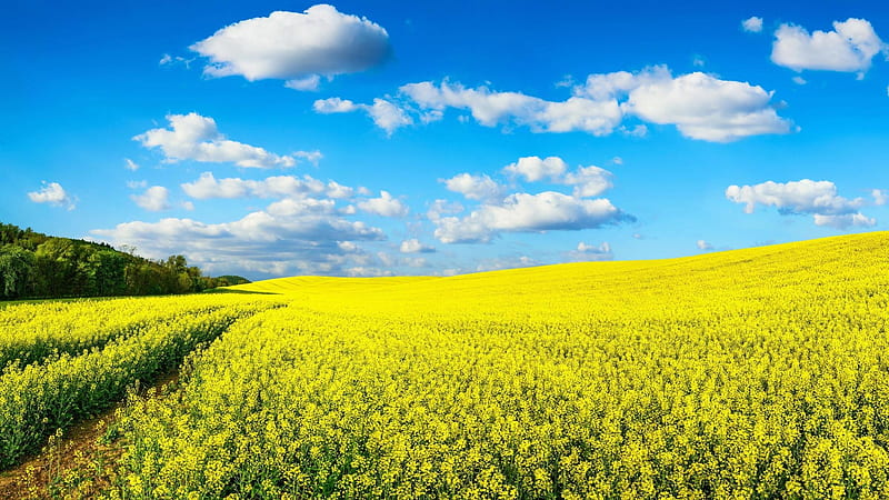 Yellow Spring field, fluffy, yellow, spring, sky, clouds, canola, nature, field, meadow, HD wallpaper