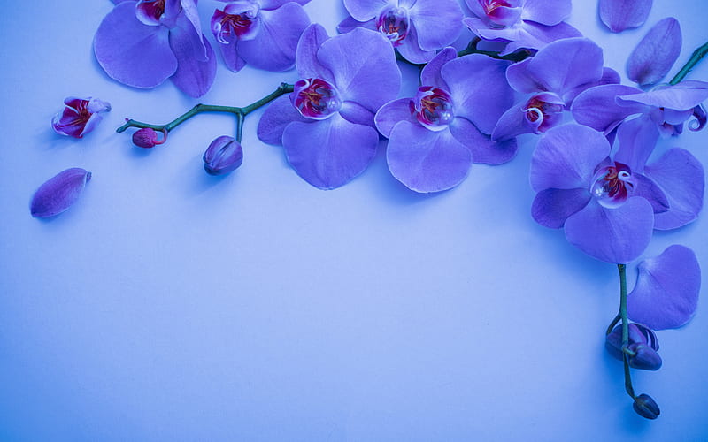 blue orchid, background with orchids, orchid branch, beautiful blue flowers, blue floral background, orchid, HD wallpaper