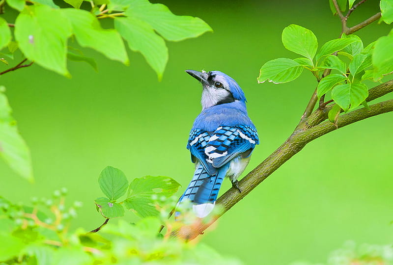Jay, tree, bird, green, blu jay, branch, blue black white, HD wallpaper