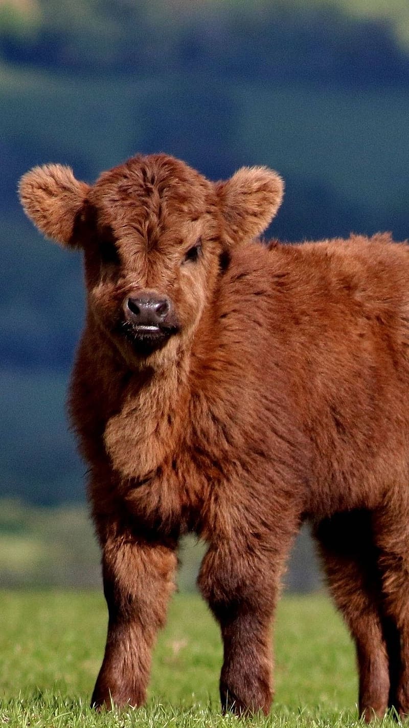 Beautiful Animals, Brown Calf, baby cow, calf, animal, HD phone wallpaper