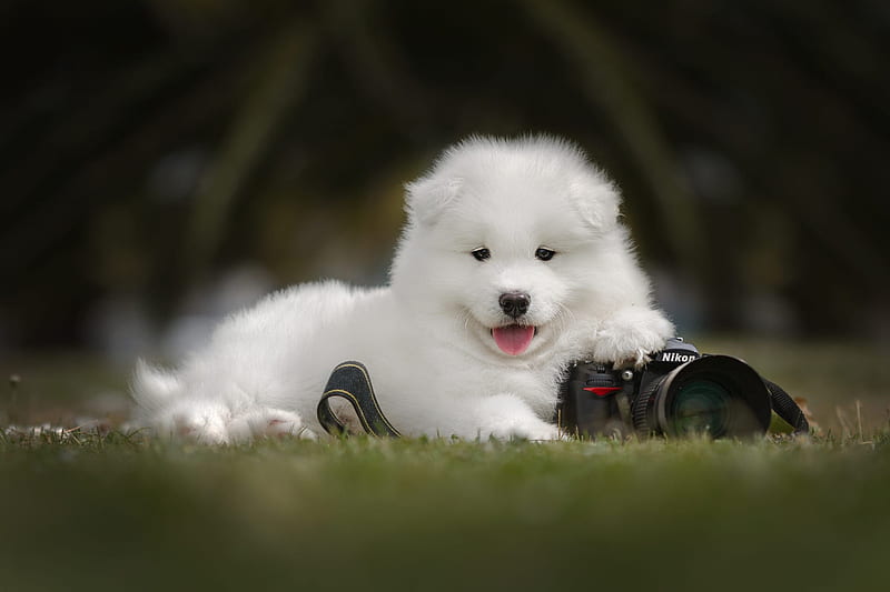 Dog Animals White Samoyed Cute Samoyed Dog Hd Wallpaper Peakpx