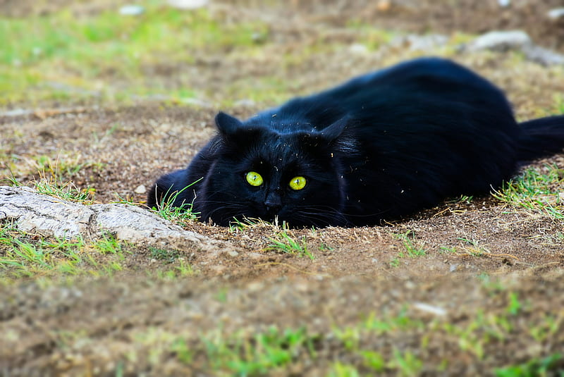 a black cat lying, black, cat, cats, tiger, warrior, HD wallpaper