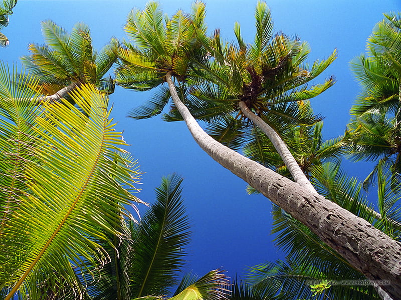 Palm Trees, leaves, green, trunk, tropical, sky, blue, HD wallpaper ...